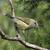 Grey Warbler by Tom Tarrant