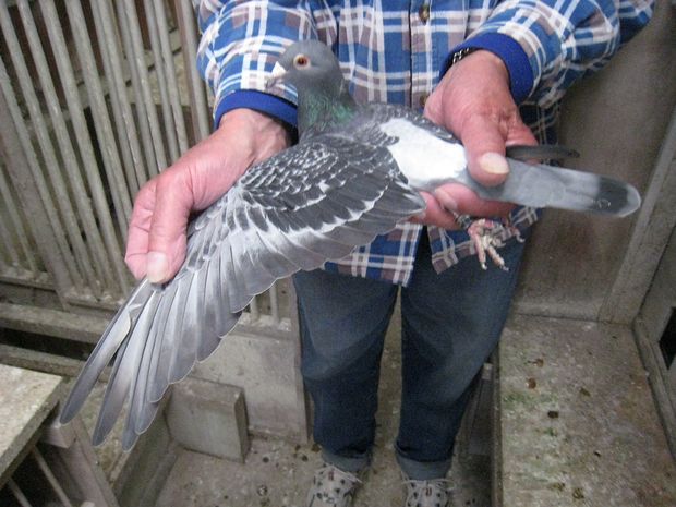 Mac demonstrating the narrowness of the primary flight feathers