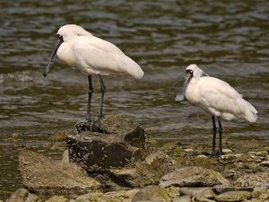 Royal Spoonbill by Sid Modsell CC