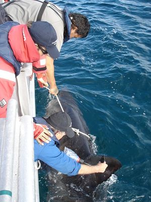 Attaching a SPOT tag to the dorsal fin of a white shark image C Duffy