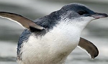 LIttle blue penguin