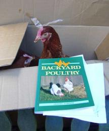 Chickens and book