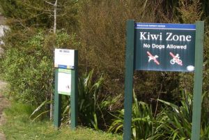 The Whakatane kiwi project looks after kiwi living in and around Whakatane s suburbs image A Ballance